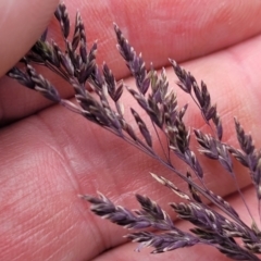 Poa sieberiana at Holts Flat, NSW - 9 Dec 2023