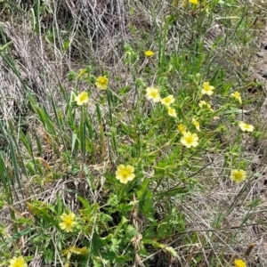 Potentilla recta at Holts Flat, NSW - 9 Dec 2023