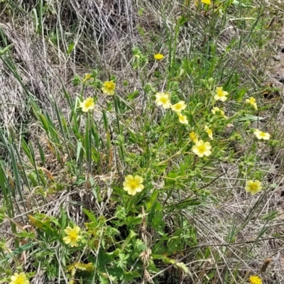 Potentilla recta (Sulphur Cinquefoil) at Holts Flat, NSW - 9 Dec 2023 by trevorpreston