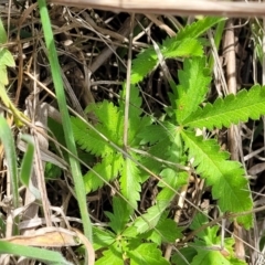 Potentilla recta at Holts Flat, NSW - 9 Dec 2023