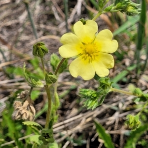 Potentilla recta at Holts Flat, NSW - 9 Dec 2023