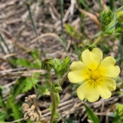 Potentilla recta at Holts Flat, NSW - 9 Dec 2023