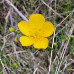 Ranunculus lappaceus (Australian Buttercup) at Native Dog TSR - 9 Dec 2023 by trevorpreston