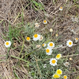 Leucochrysum albicans subsp. tricolor at QPRC LGA - 9 Dec 2023 01:21 PM