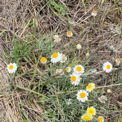 Leucochrysum albicans subsp. tricolor (Hoary Sunray) at QPRC LGA - 9 Dec 2023 by SteveBorkowskis