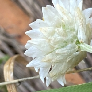 Leucochrysum albicans subsp. tricolor at QPRC LGA - 9 Dec 2023