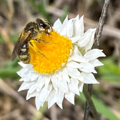Lasioglossum (Chilalictus) sp. (genus & subgenus) (Halictid bee) at Jerrabomberra, NSW - 9 Dec 2023 by SteveBorkowskis