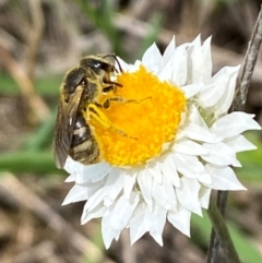 Lasioglossum (Chilalictus) sp. (genus & subgenus) at QPRC LGA - 9 Dec 2023 01:21 PM