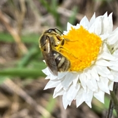 Lasioglossum (Chilalictus) sp. (genus & subgenus) at QPRC LGA - 9 Dec 2023 01:21 PM