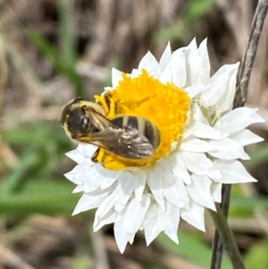 Lasioglossum (Chilalictus) sp. (genus & subgenus) at QPRC LGA - 9 Dec 2023 01:21 PM