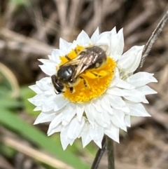 Lasioglossum (Chilalictus) sp. (genus & subgenus) at QPRC LGA - 9 Dec 2023 01:21 PM