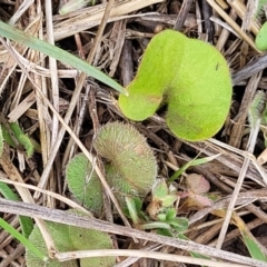 Dichondra repens (Kidney Weed) at Jincumbilly, NSW - 9 Dec 2023 by trevorpreston