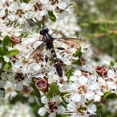 Miltinus sp. (genus) (Miltinus mydas fly) at Jerrabomberra, NSW - 9 Dec 2023 by SteveBorkowskis