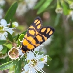Asura lydia (Lydia Lichen Moth) at Jerrabomberra, NSW - 9 Dec 2023 by SteveBorkowskis