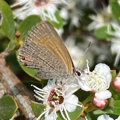 Nacaduba biocellata (Two-spotted Line-Blue) at QPRC LGA - 9 Dec 2023 by SteveBorkowskis