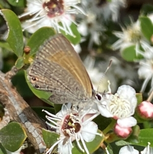 Nacaduba biocellata at QPRC LGA - 9 Dec 2023 01:12 PM