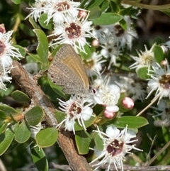 Nacaduba biocellata at QPRC LGA - 9 Dec 2023 01:12 PM