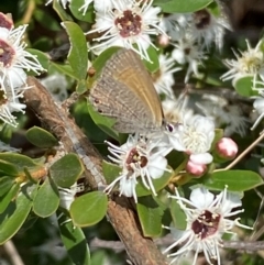 Nacaduba biocellata at QPRC LGA - 9 Dec 2023 01:12 PM