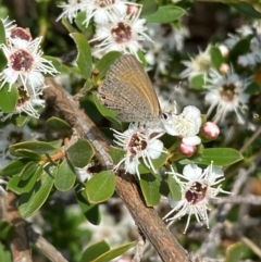 Nacaduba biocellata at QPRC LGA - 9 Dec 2023 01:12 PM