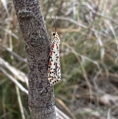 Utetheisa pulchelloides (Heliotrope Moth) at Jerrabomberra, NSW - 9 Dec 2023 by SteveBorkowskis