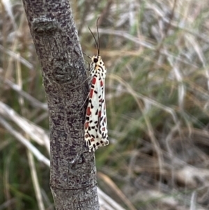 Utetheisa pulchelloides at QPRC LGA - 9 Dec 2023