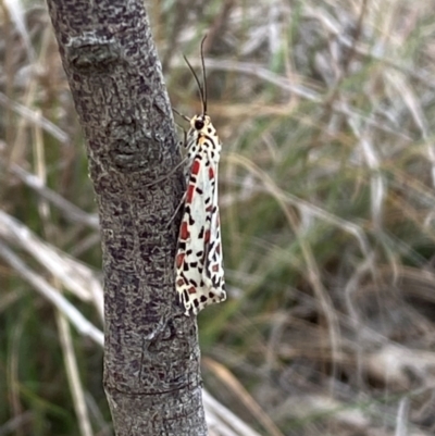 Utetheisa pulchelloides (Heliotrope Moth) at Jerrabomberra, NSW - 9 Dec 2023 by SteveBorkowskis