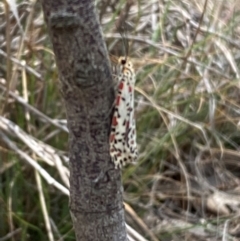 Utetheisa pulchelloides at QPRC LGA - 9 Dec 2023