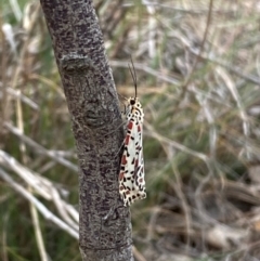 Utetheisa pulchelloides at QPRC LGA - 9 Dec 2023