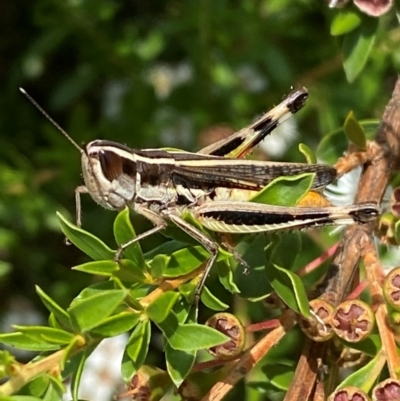 Macrotona australis (Common Macrotona Grasshopper) at Jerrabomberra, NSW - 9 Dec 2023 by SteveBorkowskis