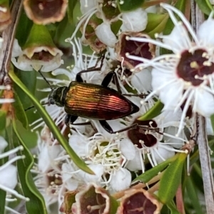 Lepturidea viridis at QPRC LGA - 9 Dec 2023 01:03 PM