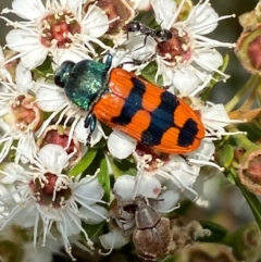 Castiarina crenata (Jewel beetle) at Karabar, NSW - 9 Dec 2023 by SteveBorkowskis