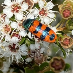 Castiarina crenata at QPRC LGA - 9 Dec 2023 12:56 PM