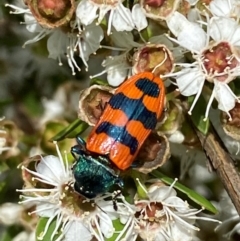 Castiarina crenata at QPRC LGA - 9 Dec 2023 12:56 PM