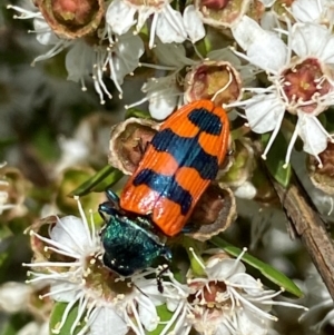 Castiarina crenata at QPRC LGA - 9 Dec 2023 12:56 PM