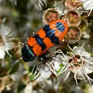 Castiarina crenata at QPRC LGA - 9 Dec 2023