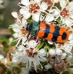 Castiarina crenata at QPRC LGA - 9 Dec 2023