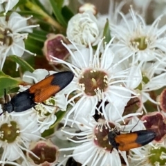 Anilicus xanthomus (A click beetle) at Karabar, NSW - 9 Dec 2023 by SteveBorkowskis