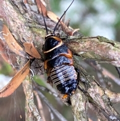 Ellipsidion australe (Austral Ellipsidion cockroach) at Karabar, NSW - 9 Dec 2023 by SteveBorkowskis