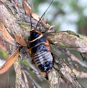 Ellipsidion australe at QPRC LGA - 9 Dec 2023