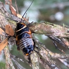 Ellipsidion australe at QPRC LGA - 9 Dec 2023