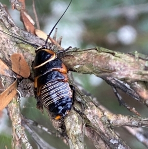 Ellipsidion australe at QPRC LGA - 9 Dec 2023