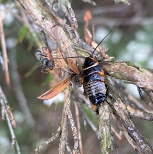 Ellipsidion australe at QPRC LGA - 9 Dec 2023