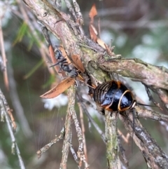 Ellipsidion australe at QPRC LGA - 9 Dec 2023