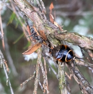 Ellipsidion australe at QPRC LGA - 9 Dec 2023