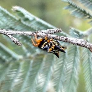 Austracantha minax at QPRC LGA - 9 Dec 2023