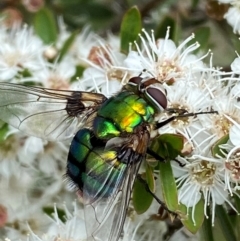 Rutilia (Chrysorutilia) sp. (genus & subgenus) (A Bristle Fly) at QPRC LGA - 9 Dec 2023 by SteveBorkowskis