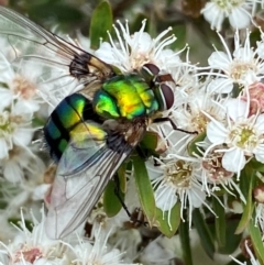 Rutilia (Chrysorutilia) sp. (genus & subgenus) at QPRC LGA - 9 Dec 2023