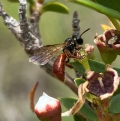 Exoneura sp. (genus) (A reed bee) at Karabar, NSW - 9 Dec 2023 by SteveBorkowskis