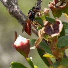 Exoneura sp. (genus) at QPRC LGA - 9 Dec 2023