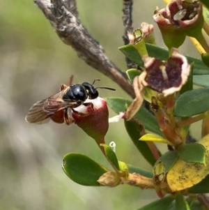 Exoneura sp. (genus) at QPRC LGA - 9 Dec 2023